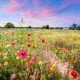 Using Wildflower Seeds for Erosion Control and Soil Health