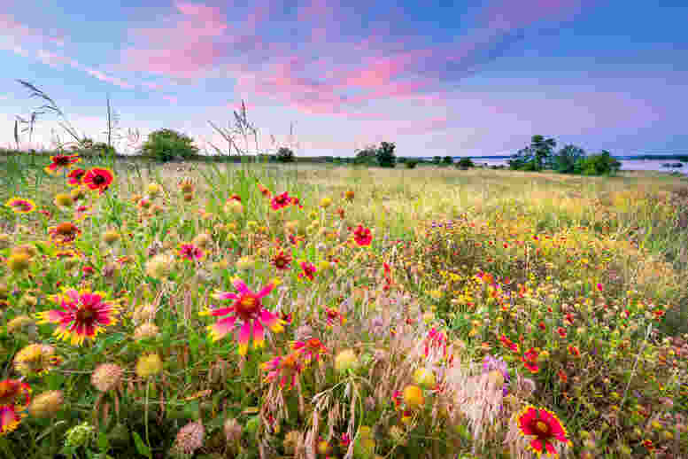 Using Wildflower Seeds for Erosion Control and Soil Health